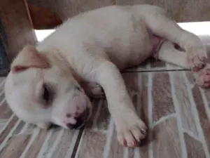 Cachorro raça SRD idade Abaixo de 2 meses nome Lulu