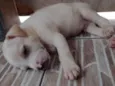 Lulu