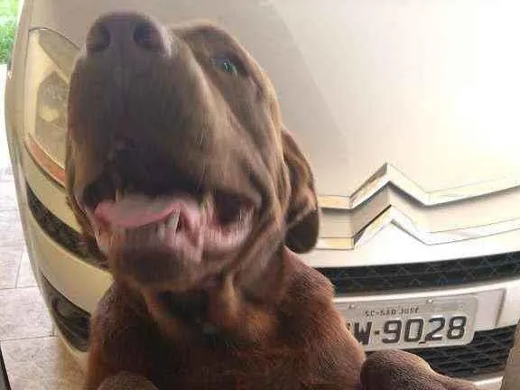 Cachorro ra a Labrador com america idade 7 a 11 meses nome Menino