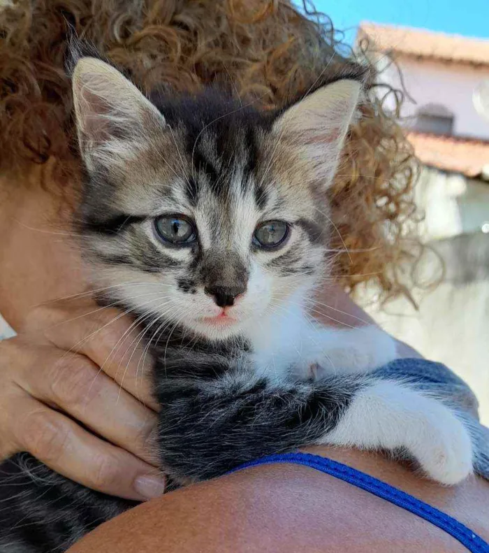 Gato ra a Srd idade  nome Flora