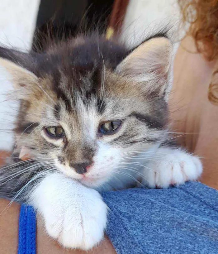 Gato ra a Srd idade  nome Flora