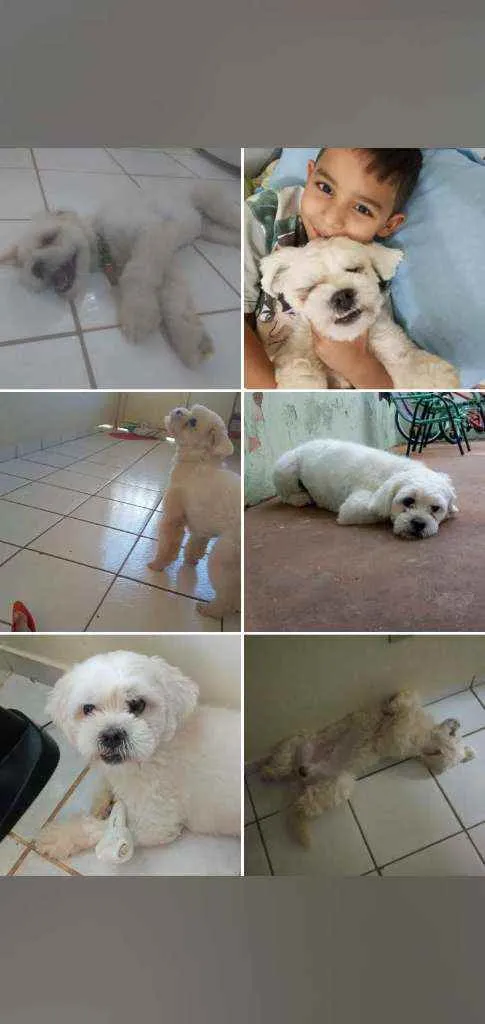 Cachorro ra a Maltes idade 2 anos nome Snow