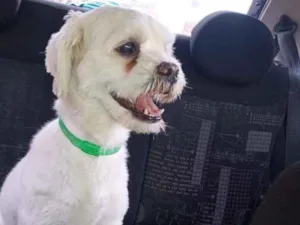 Cachorro raça Maltes idade 2 anos nome Snow