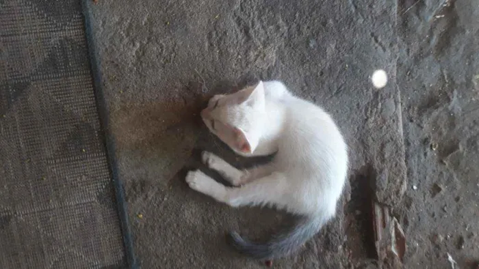 Gato ra a Mistura com Siamês  idade 2 a 6 meses nome Gatos 