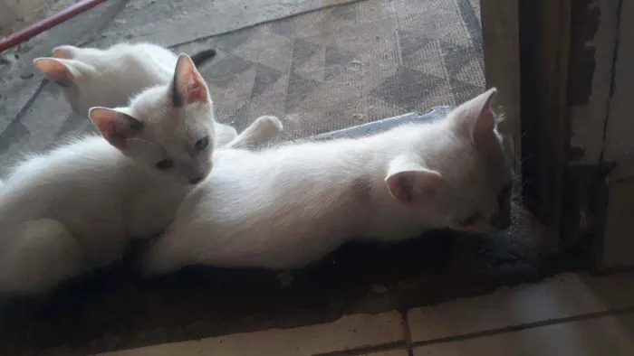 Gato ra a Mistura com Siamês  idade 2 a 6 meses nome Gatos 