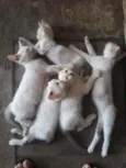 Gatos 