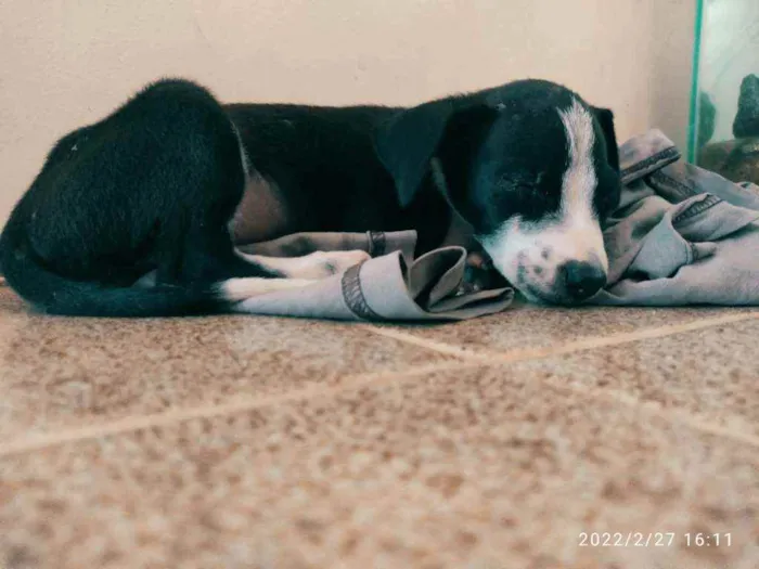 Cachorro ra a SRD idade 2 a 6 meses nome Ainda não tem nome