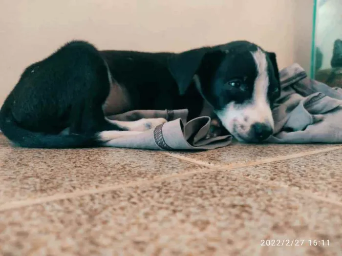 Cachorro ra a SRD idade 2 a 6 meses nome Ainda não tem nome