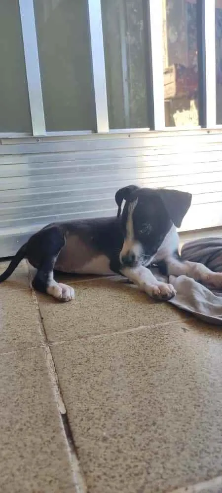 Cachorro ra a SRD idade 2 a 6 meses nome Ainda não tem nome