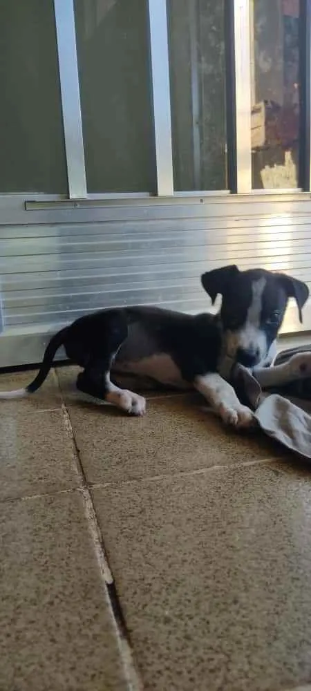 Cachorro ra a SRD idade 2 a 6 meses nome Ainda não tem nome