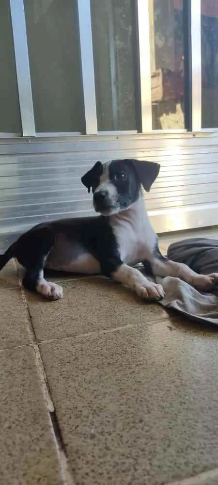 Cachorro ra a SRD idade 2 a 6 meses nome Ainda não tem nome