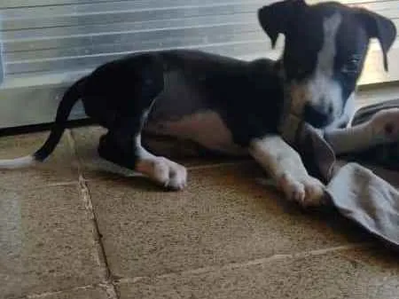 Cachorro ra a SRD idade 2 a 6 meses nome Ainda não tem nome