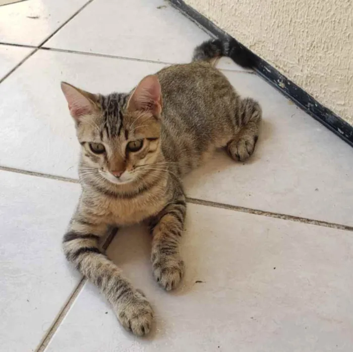 Gato ra a Não definida  idade 2 a 6 meses nome Kebec