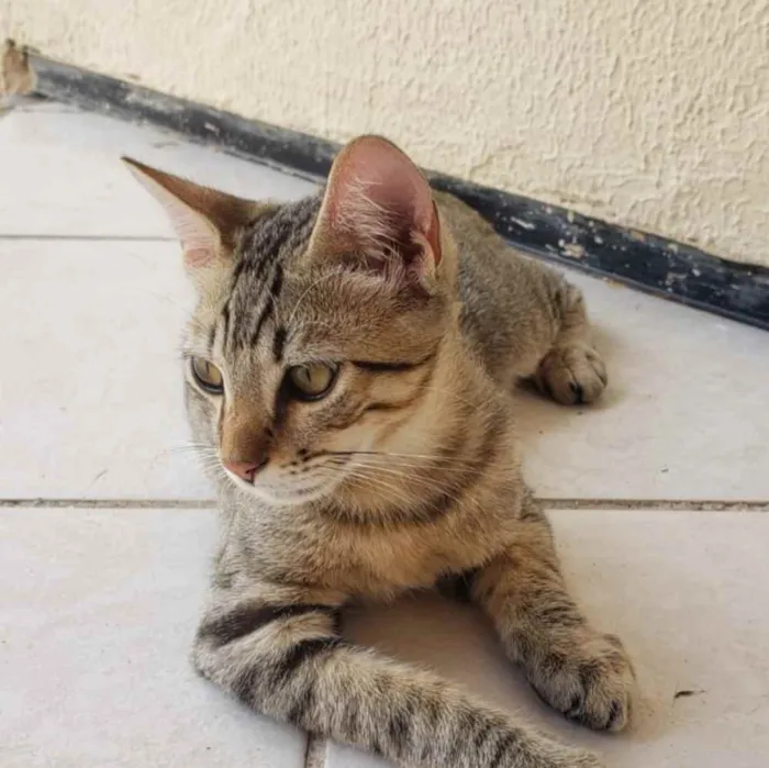 Gato ra a Não definida  idade 2 a 6 meses nome Kebec