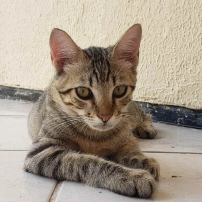 Gato ra a Não definida  idade 2 a 6 meses nome Kebec