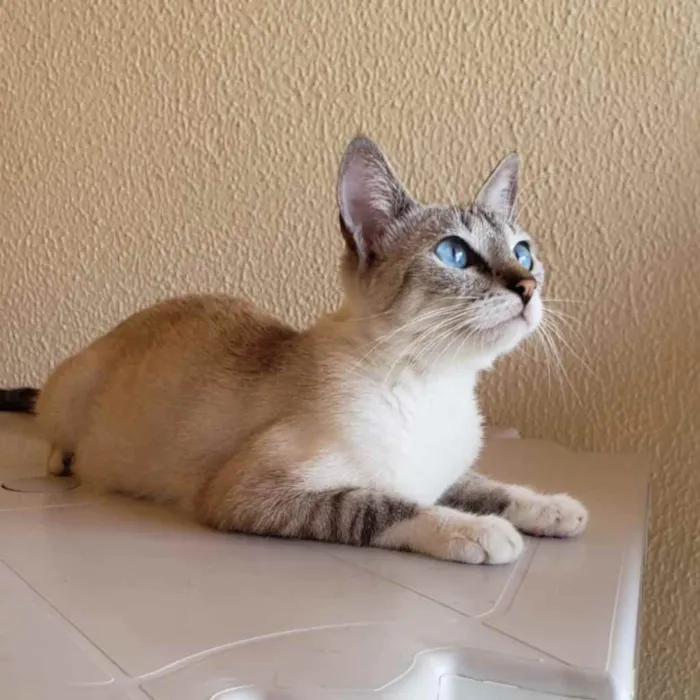 Gato ra a Não definida  idade 7 a 11 meses nome Felicia