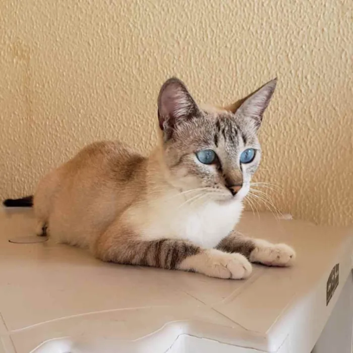 Gato ra a Não definida  idade 7 a 11 meses nome Felicia