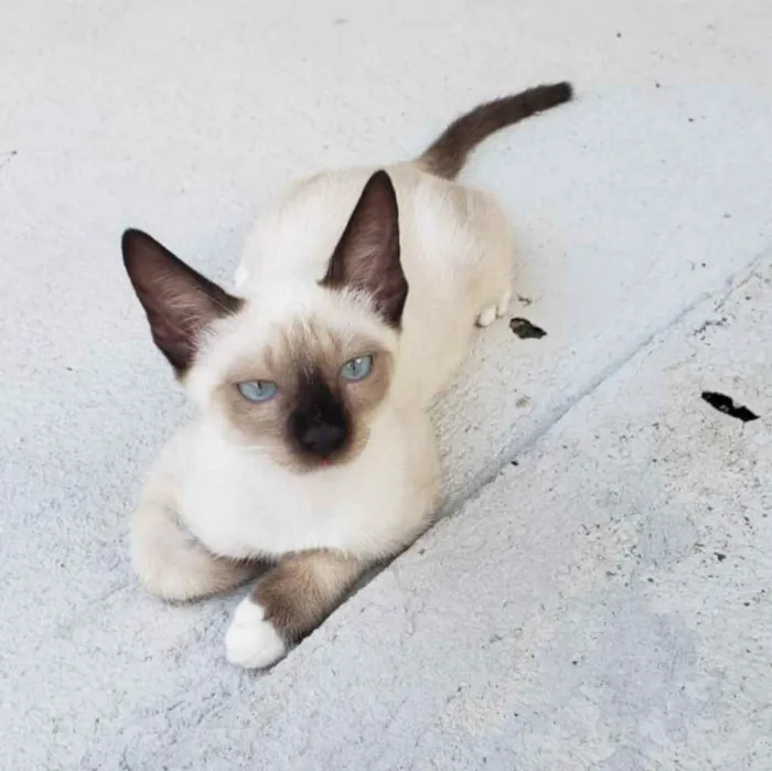 Gato ra a Não definida  idade 2 a 6 meses nome Lili