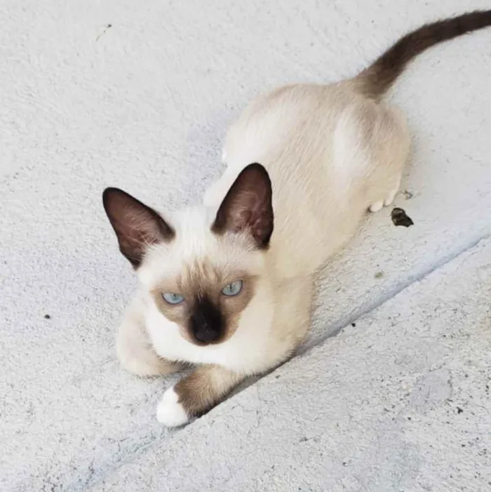 Gato ra a Não definida  idade 2 a 6 meses nome Lili