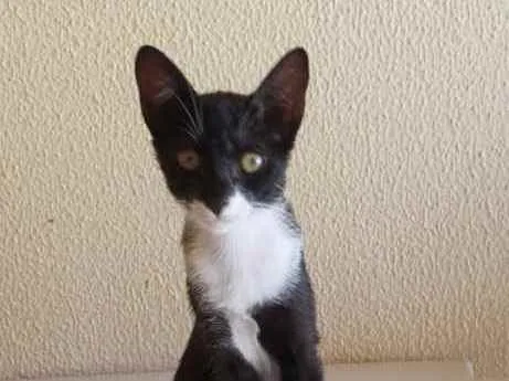 Gato ra a Não definida  idade 2 a 6 meses nome Laila