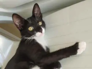 Gato raça Não definida  idade 2 a 6 meses nome Laila