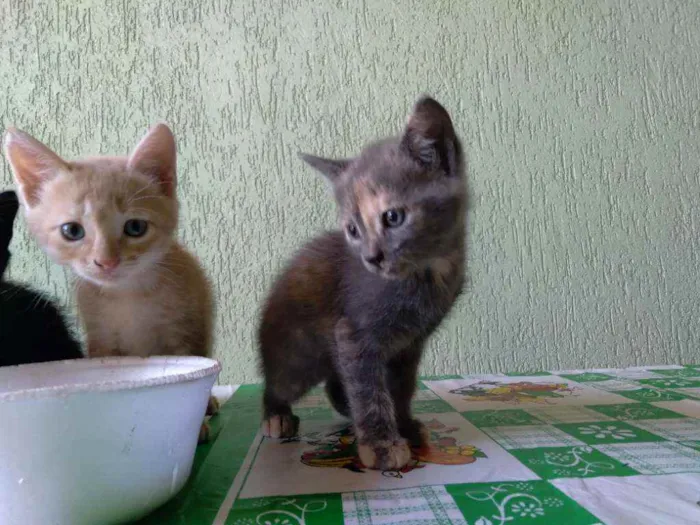 Gato raça Indeterminada idade Abaixo de 2 meses nome A escolher , são fil