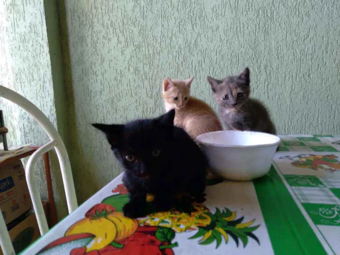 Gato raça Indeterminada idade Abaixo de 2 meses nome A escolher , são fil