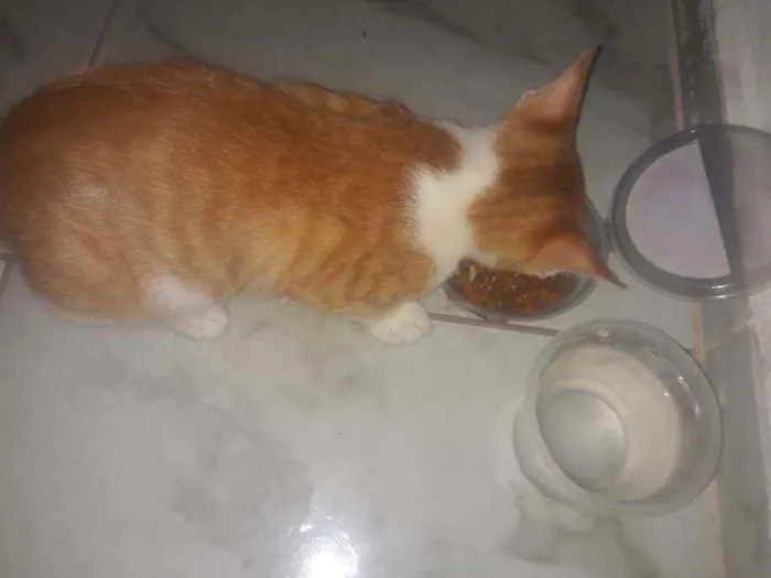 Gato ra a Misturado idade Abaixo de 2 meses nome Fred