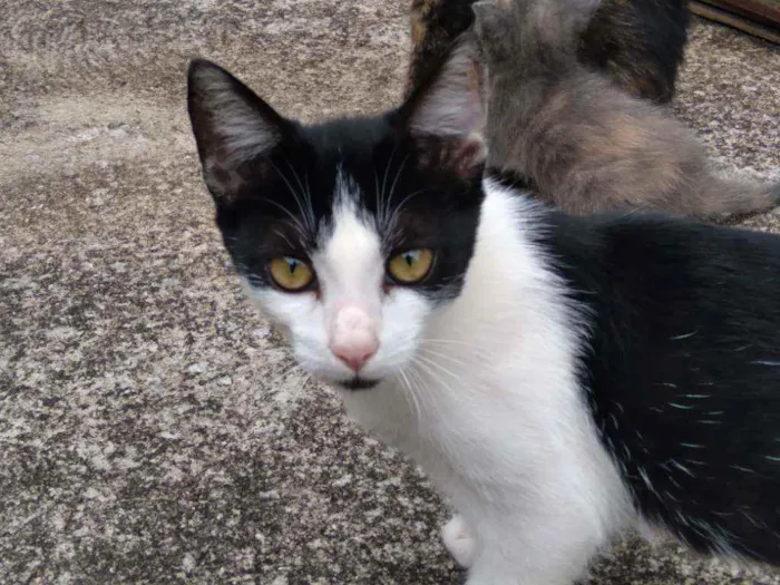 Gato raça Indeterminada idade Abaixo de 2 meses nome A escolher , são fil