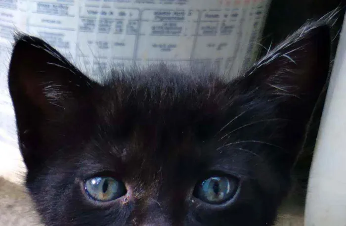 Gato raça Indeterminada idade Abaixo de 2 meses nome A escolher , são fil