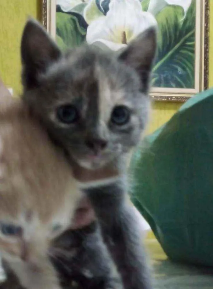 Gato raça Indeterminada idade Abaixo de 2 meses nome A escolher , são fil