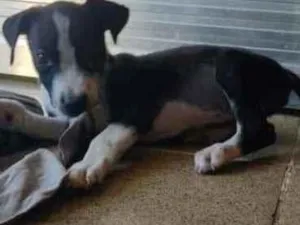 Cachorro raça SRD idade 2 a 6 meses nome Ainda não tem nome