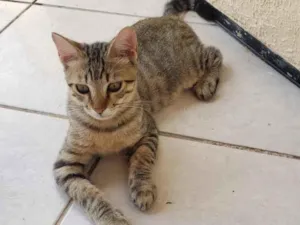 Gato raça Não definida  idade 2 a 6 meses nome Kebec