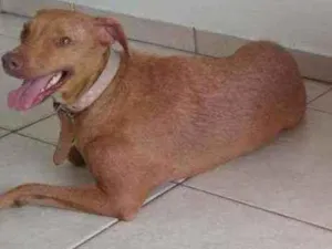 Cachorro raça SRD idade 5 anos nome Mel