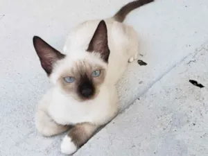 Gato raça Não definida  idade 2 a 6 meses nome Lili