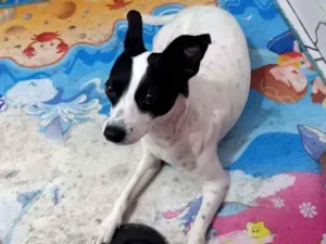 Cachorro raça SRD idade 2 anos nome Lilica