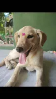 Saíra