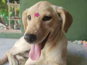Cachorro raça Srd idade 2 a 6 meses nome Saíra