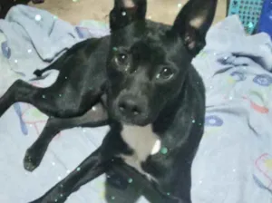 Cachorro raça Srd  idade 1 ano nome Alina Linda 