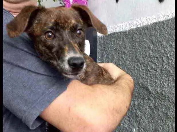 Cachorro raça Pinscher com srd  idade 7 a 11 meses nome Molly Linda 