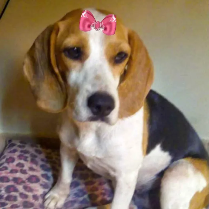 Cachorro ra a Mestiça  idade 7 a 11 meses nome Nina 
