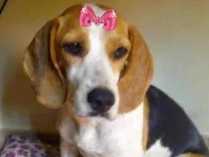 Cachorro raça Mestiça  idade 7 a 11 meses nome Nina 