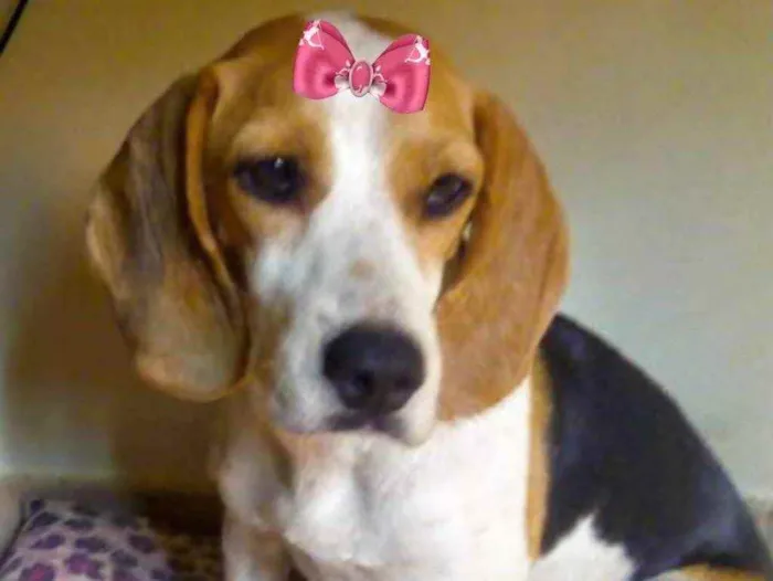 Cachorro ra a Mestiça  idade 7 a 11 meses nome Nina 