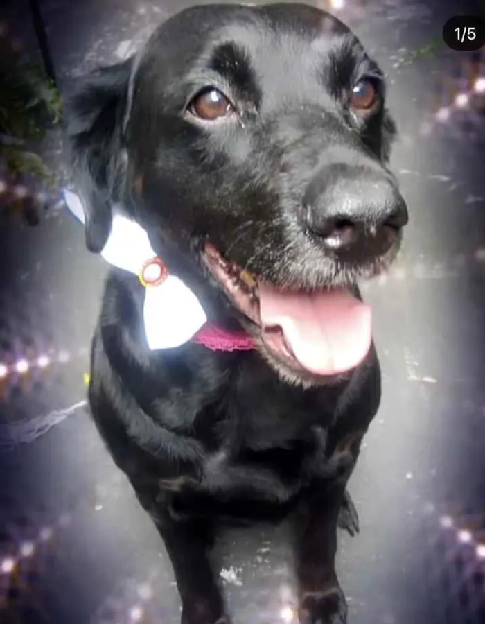 Cachorro raça Labrador mix srd  idade 2 anos nome Luna Labrador 