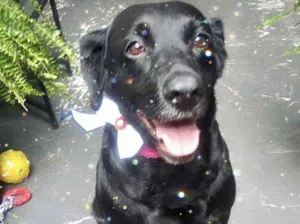 Cachorro raça Labrador mix srd  idade 2 anos nome Luna Labrador 