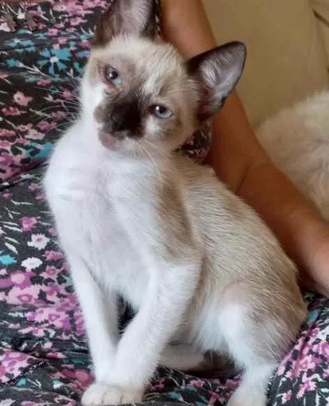 Gato raça Srd idade 2 a 6 meses nome Poppy bb 3 meses 