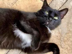 Gato raça Srd  idade 1 ano nome Luna Linda amorosa 