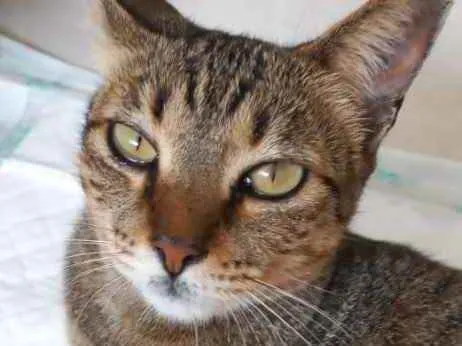 Gato raça Srd idade 7 a 11 meses nome Stella Linda 