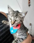 Gato raça Srd idade 2 a 6 meses nome Tutti bb  3meses 