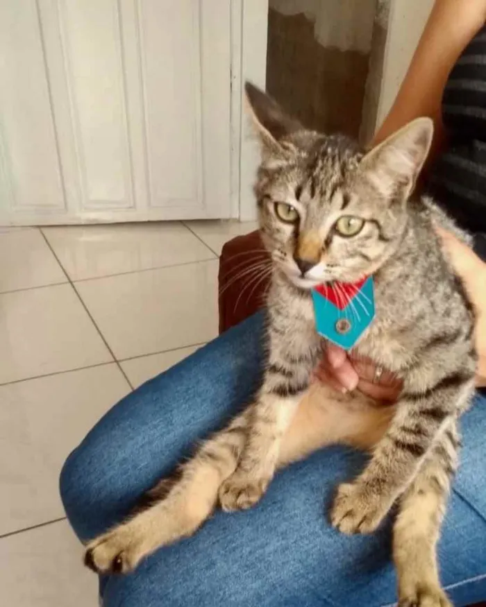 Gato raça Srd idade 2 a 6 meses nome Tutti bb  3meses 
